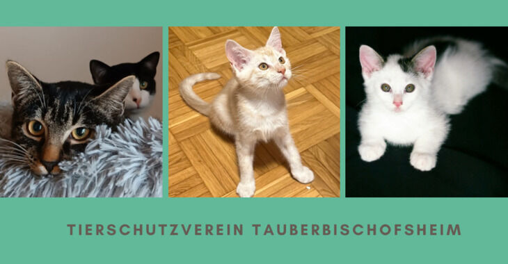 Spenden für den Tierschutzverein Tauberbischofsheim 